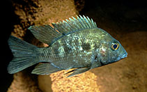 Image of Ptychochromis oligacanthus (Four-spotted Madagascar cichlid)