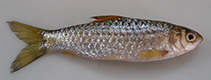 Image of Puntius amphibius (Scarlet-banded barb)