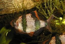 Image of Puntigrus anchisporus 