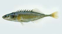 Image of Pungitius sinensis (Amur stickleback)