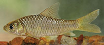 Image of Puntius kamalika (Kami barb)