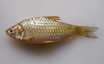 Image of Puntius nelsoni (Travancore yellow barb)