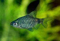 Image of Puntius puntio (Puntio barb)