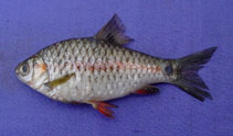 Image of Puntius sophore (Pool barb)