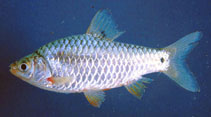 Image of Puntius spilopterus 