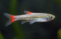 Image of Rasbora rubrodorsalis 