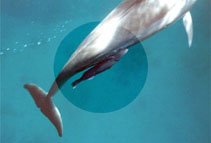 Image of Remora australis (Whalesucker)