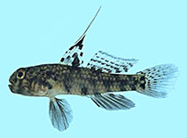 tn_Rebik_m2.jpg