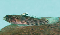 tn_Rebik_u0.jpg
