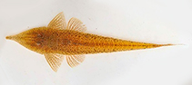 Image of Reganella depressa 