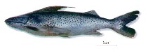 Image of Platynematichthys notatus (Coroatá)
