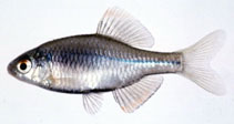 Image of Rhodeus suigensis 