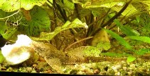 Image of Rineloricaria fallax 