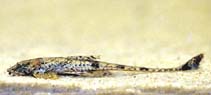 Image of Rineloricaria morrowi 