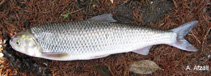 tn_Rufri_m1.jpg