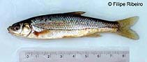 tn_Rulus_u0.jpg