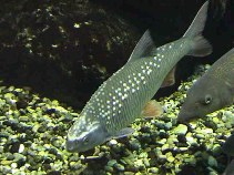 tn_Rupig_m0.jpg