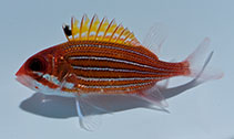 Image of Sargocentron bullisi (Deepwater squirrelfish)