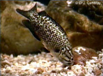 Image of Sandelia capensis (Cape kurper)