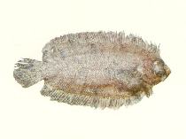 Image of Samariscus huysmani (Huysman\