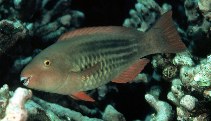 Image of Scarus frenatus (Bridled parrotfish)