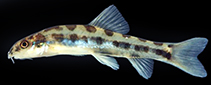 Image of Schistura geisleri 