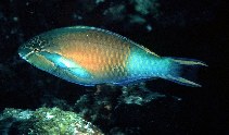 Image of Scarus hypselopterus (Yellowtail parrotfish)