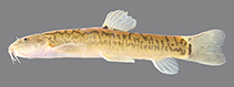Image of Schistura maejotigrina 