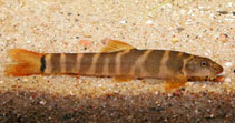 Image of Schistura magnifluvis 