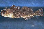 Image of Scorpaenichthys marmoratus (Cabezon)