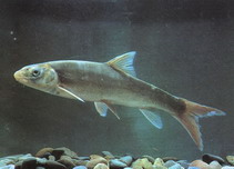Image of Schizothorax meridionalis 