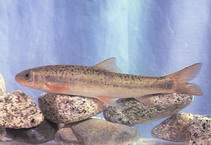 Image of Schizothorax molesworthi (Blunt- nosed snowtrout)