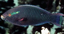 Image of Scarus niger (Dusky parrotfish)