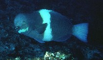 Image of Scarus obishime 