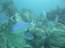 Image of Scorpis violacea (Blue maomao)