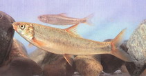 Image of Schizothorax wangchiachii 
