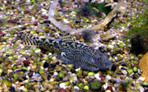 Image of Sewellia breviventralis 