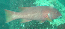 Image of Bodianus darwini (Galápagos sheephead wrasse)