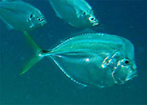 Image of Selene setapinnis (Atlantic moonfish)