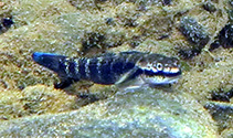 tn_Sibus_m1.jpg