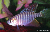 Image of Hypsolebias flavicaudatus 