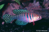 Image of Hypsolebias magnificus 