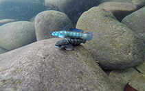 Image of Sicydium salvini 