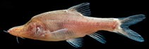 Image of Sinocyclocheilus wanlanensis 