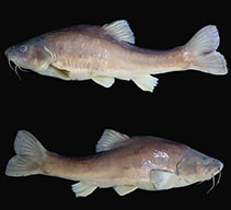 Image of Sinocyclocheilus xiejiahuai (Xie’s golden-lined fish)