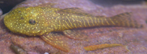 Image of Pseudolithoxus stearleyi 