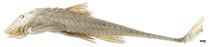 Image of Spatuloricaria atratoensis 