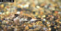 Image of Spatuloricaria puganensis 