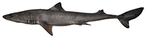 Image of Squalus hima (Indian spurdog)