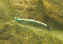 Image of Stiphodon atropurpureus 